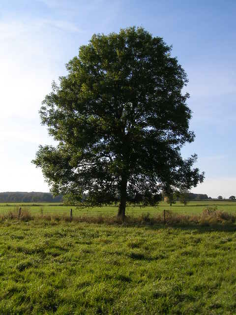 Picture of an ash tree