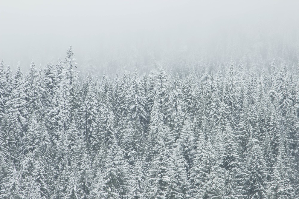 Picture of snowy trees
